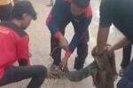 Penampakan Biawak 1 Meter Pemangsa Hewan Peliharaan Warga Karang Dalam Sampang