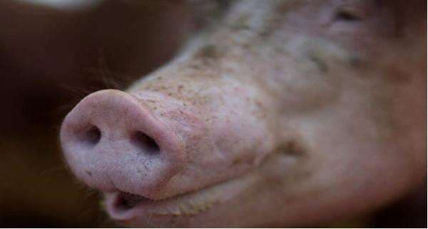 Penelitian Terbaru: Lebih Banyak Virus dari Manusia ke Hewan Daripada Sebaliknya Penelitian Terbaru: Lebih Banyak Virus dari Manusia ke Hewan Daripada Sebaliknya