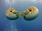 Penemuan Langka: Nautilus Palau, Makhluk Laut dari Zaman Dinosaurus Penemuan Langka: Nautilus Palau, Makhluk Laut dari Zaman Dinosaurus