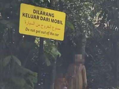 Pengunjung yang Viral Keluar Mobil Dilarang ke Taman Safari Bogor Pengunjung yang Viral Keluar Mobil Dilarang ke Taman Safari Bogor