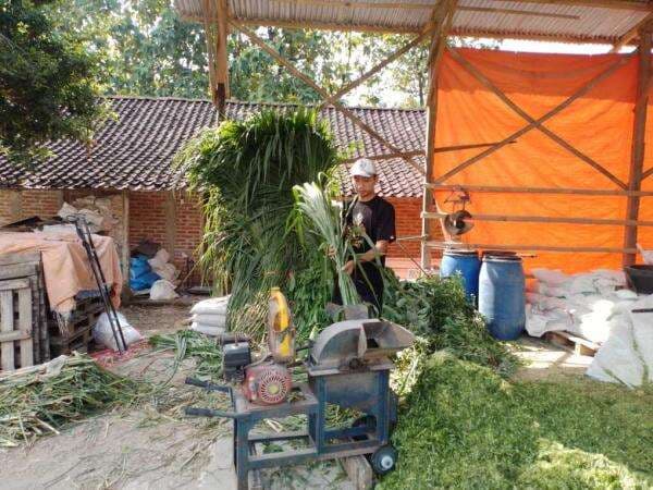 KUR BRI Dorong Peternak Lokal Ponorogo Ekspansi ke Beberapa Daerah KUR BRI Dorong Peternak Lokal Ponorogo Ekspansi ke Beberapa Daerah