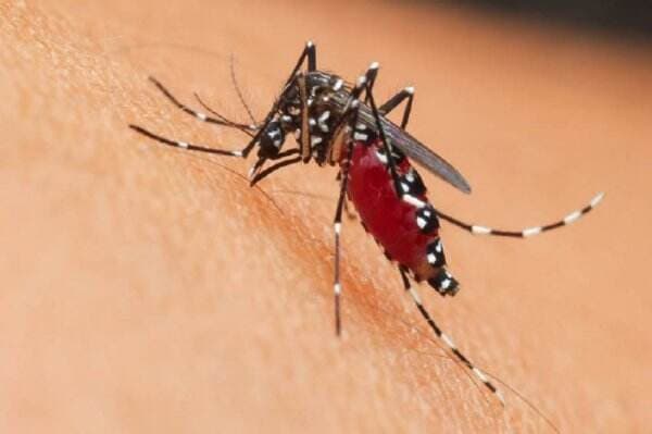 Penyakit DBD Tembus 76 Ribu Kasus, Masyarakat Diimbau Vaksin Dengue