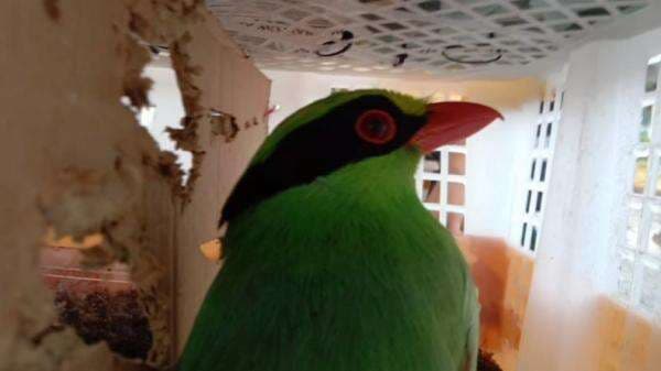 Akan Dikirim ke Bekasi dan Jaktim, Penyelundupan 668 Burung Digagalkan di Bakauheni Akan Dikirim ke Bekasi dan Jaktim, Penyelundupan 668 Burung Digagalkan di Bakauheni