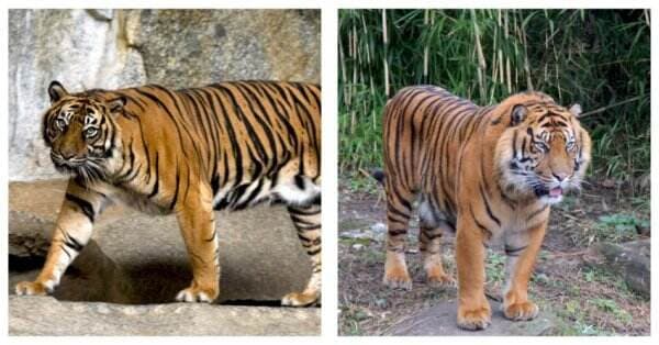 Perbandingan Harimau Sumatera dan Harimau Jawa, dari Habitat hingga Mangsa