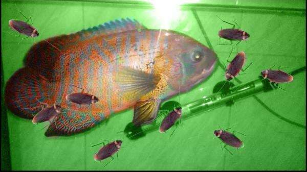 Perbandingan Kandungan Gizi Susu Kecoa dengan Ikan, Mana Lebih Baik? Perbandingan Kandungan Gizi Susu Kecoa dengan Ikan, Mana Lebih Baik?