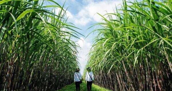 Percepat Swasembada Gula di 2028, Produktivitas Dinaikkan Jadi 8 Ton per Ha Percepat Swasembada Gula di 2028, Produktivitas Dinaikkan Jadi 8 Ton per Ha