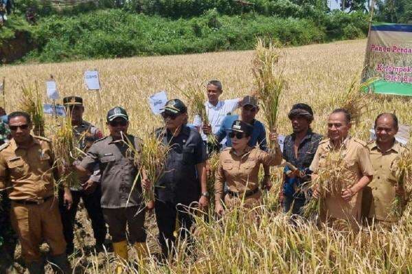 Anggota DPRD dari Partai Perindo Yusuf Bora Apresiasi Panen Raya Padi di Sumba Barat Daya Anggota DPRD dari Partai Perindo Yusuf Bora Apresiasi Panen Raya Padi di Sumba Barat Daya