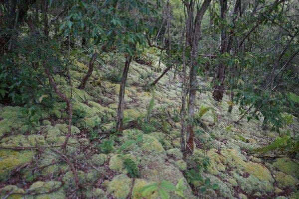Pesona Gunung Lumut di Timur Belitung, Surga Hijau yang Tenang dan Tersembunyi Pesona Gunung Lumut di Timur Belitung, Surga Hijau yang Tenang dan Tersembunyi