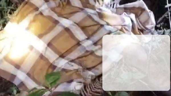 Petani di Lampung Barat Ditemukan Tewas Diduga Diserang Harimau, Tubuh Tak Utuh Petani di Lampung Barat Ditemukan Tewas Diduga Diserang Harimau, Tubuh Tak Utuh