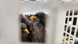 Petugas Gagalkan Penyelundupan 2.540 Ekor Burung Asal Lampung ke Bandung   