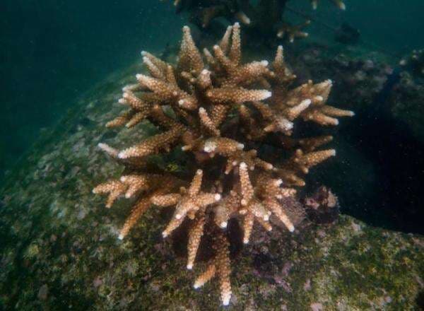 PHE ONWJ Pulihkan Terumbu Karang di Pesisir Utara Jawa PHE ONWJ Pulihkan Terumbu Karang di Pesisir Utara Jawa