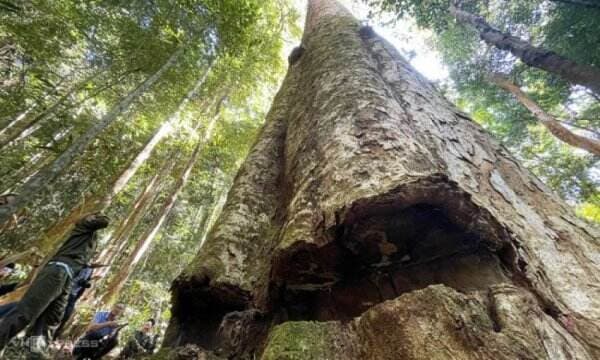 Pohon Raksasa Berusia 250 Tahun Ini Berkali-kali Bikin Ciut Nyali Penebang