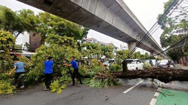 2 Pohon Tumbang di Jakarta Imbas Angin Kencang, Ada yang Timpa Bengkel 2 Pohon Tumbang di Jakarta Imbas Angin Kencang, Ada yang Timpa Bengkel