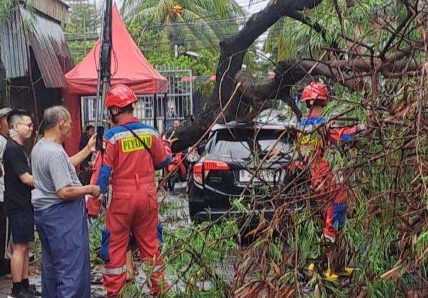 Diterjang Angin Kencang, 2 Pohon Tumbang Rusak Mobil dan Rumah di Jakarta Barat Diterjang Angin Kencang, 2 Pohon Tumbang Rusak Mobil dan Rumah di Jakarta Barat