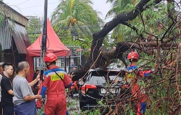 2 Pohon Tumbang Usai Diterjang Angin Kencang di Jakbar, Timpa Mobil dan Rumah 2 Pohon Tumbang Usai Diterjang Angin Kencang di Jakbar, Timpa Mobil dan Rumah