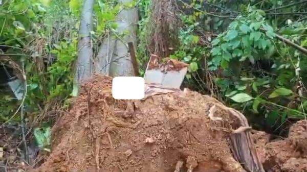 Pohon Besar Tumbang Rusak Permakaman di Palembang, Mayat Terangkat ke Luar Pohon Besar Tumbang Rusak Permakaman di Palembang, Mayat Terangkat ke Luar