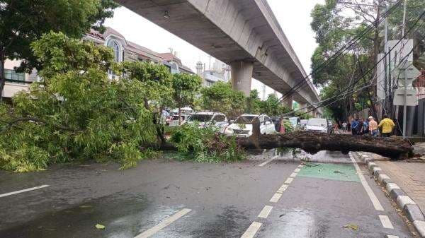 Pohon Tumbang Timpa 2 Mobil di Jalan Sabang, Evakuasi Korban Berlangsung Dramatis Pohon Tumbang Timpa 2 Mobil di Jalan Sabang, Evakuasi Korban Berlangsung Dramatis