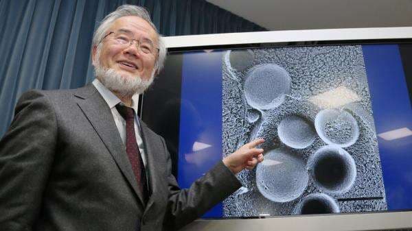 Profil Yoshinori Ohsumi, Peneliti Jepang yang Mendapat Nobel setelah Meneliti Manfaat Puasa Profil Yoshinori Ohsumi, Peneliti Jepang yang Mendapat Nobel setelah Meneliti Manfaat Puasa