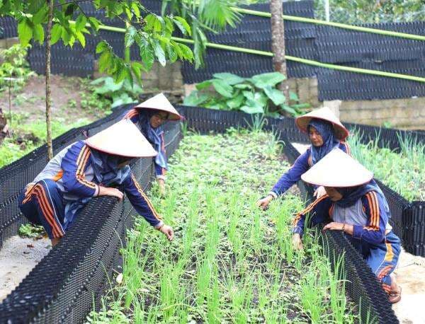 Program Hortikultura PGE Area Ulubelu Dorong Kesejahteraan Masyarakat Program Hortikultura PGE Area Ulubelu Dorong Kesejahteraan Masyarakat