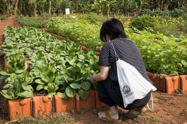 Pupuk Hayati Dinosaurus Diklaim Mampu Genjot Hasil Panen 30 Pupuk Hayati Dinosaurus Diklaim Mampu Genjot Hasil Panen 30
