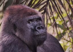 Ragunan Berencana Rayakan Ulang Tahun untuk Dua Gorila