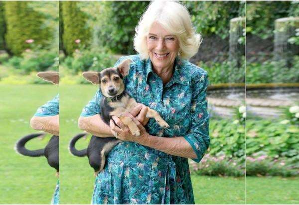 Ulang Tahun ke-78, Ratu Camilla Kenakan Gaun Tropis untuk Sesi Foto Bersama Moley Ulang Tahun ke-78, Ratu Camilla Kenakan Gaun Tropis untuk Sesi Foto Bersama Moley