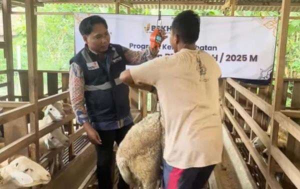 Rayakan Iduladha 1446 H, BPKH Tebar Ratusan Hewan Kurban ke Pelosok Negeri Rayakan Iduladha 1446 H, BPKH Tebar Ratusan Hewan Kurban ke Pelosok Negeri