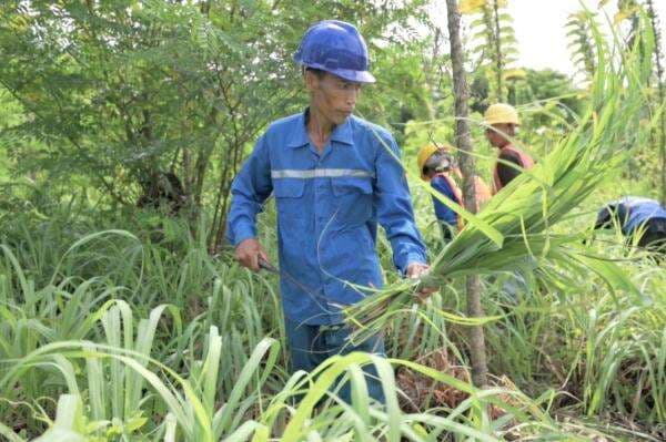 Reklamasi Pascatambang, SIG Budidaya Serai Wangi di Pabrik Narogong Reklamasi Pascatambang, SIG Budidaya Serai Wangi di Pabrik Narogong