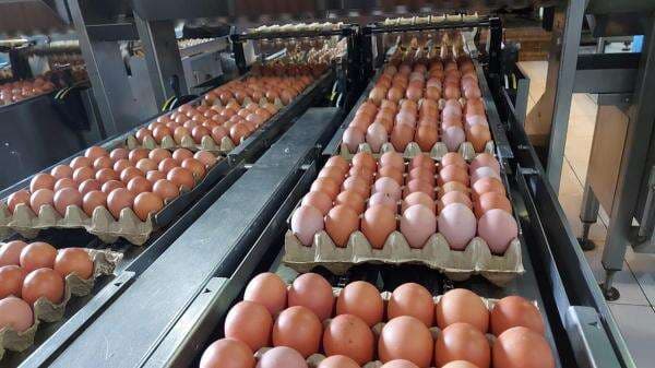 Produksi Telur Surplus, RI Siap Ekspor 1,6 Juta Butir ke AS Produksi Telur Surplus, RI Siap Ekspor 1,6 Juta Butir ke AS