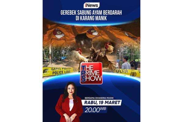 Saksikan Malam Ini The Prime Show Gerebek Sabung Ayam Berdarah di Karang Manik Bersama Dhiandra Mugni, Hanya di iNews Saksikan Malam Ini The Prime Show Gerebek Sabung Ayam Berdarah di Karang Manik Bersama Dhiandra Mugni, Hanya di iNews