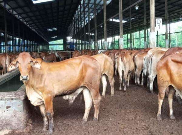 Sambut Perubahan Regulasi, BEEF Siap Datangkan Sapi dari Brasil Sambut Perubahan Regulasi, BEEF Siap Datangkan Sapi dari Brasil