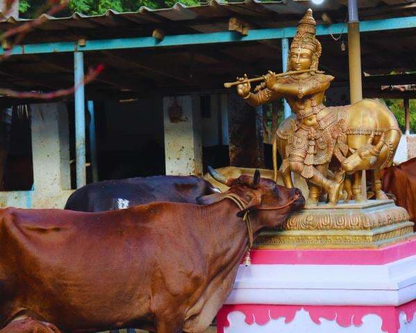 Sapi India Dipuja Rakyatnya tapi Dagingnya Dijual Negara hingga jadi Pengekspor Terbesar Sapi India Dipuja Rakyatnya tapi Dagingnya Dijual Negara hingga jadi Pengekspor Terbesar