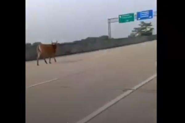 Sapi Kurban Ngamuk, Kabur Masuk Jalan Tol Cibitung-Cilincing Sapi Kurban Ngamuk, Kabur Masuk Jalan Tol Cibitung-Cilincing