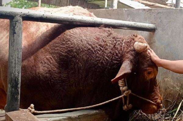 Penampakan Tatang Hewan Kurban Prabowo Berbobot 1,3 Ton, Sapi Terberat di Jabar Penampakan Tatang Hewan Kurban Prabowo Berbobot 1,3 Ton, Sapi Terberat di Jabar