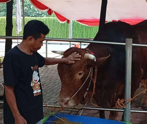 Prabowo-Gibran Kurban 2 Ekor Sapi Limosin di Masjid Istiqlal Prabowo-Gibran Kurban 2 Ekor Sapi Limosin di Masjid Istiqlal