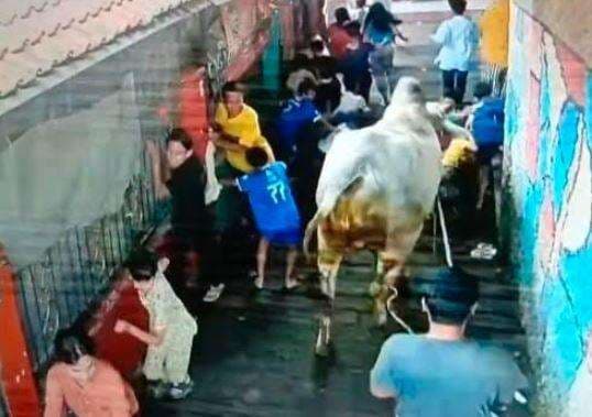 Minta Maaf, DKM Al Hidayah Tanggung Pengobatan Korban Diseruduk Sapi Kurban Minta Maaf, DKM Al Hidayah Tanggung Pengobatan Korban Diseruduk Sapi Kurban