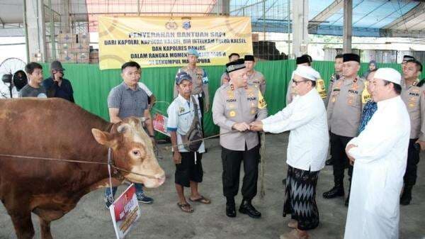 Haul Guru Sekumpul di Banjar Kalsel, Kapolri Sumbang 4 Ekor Sapi Limousin Haul Guru Sekumpul di Banjar Kalsel, Kapolri Sumbang 4 Ekor Sapi Limousin