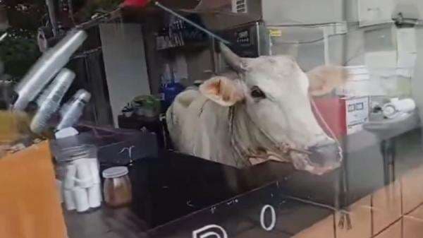 Sapi Masuk Kafe di Tanah Datar Terekam CCTV, Karyawan Panik Berhamburan Keluar Sapi Masuk Kafe di Tanah Datar Terekam CCTV, Karyawan Panik Berhamburan Keluar