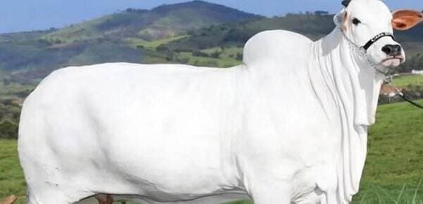 Ternyata Segini Harga Sapi termahal Viatina-19 Ternyata Segini Harga Sapi termahal Viatina-19