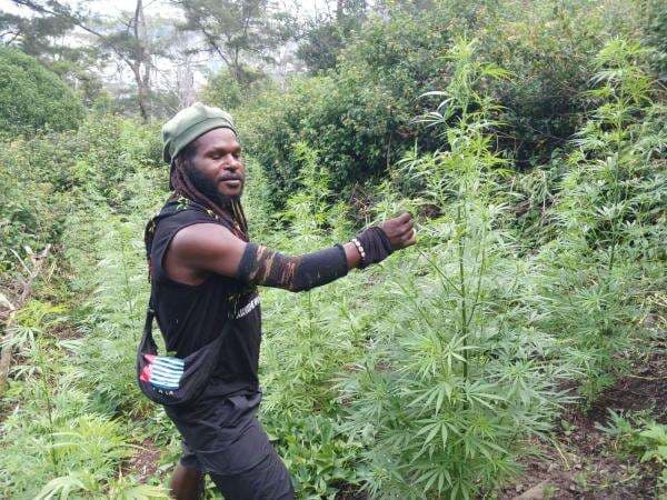 Satgas Ungkap Egianus Kogoya Punya Kebun Ganja untuk Beli Senjata KKB Satgas Ungkap Egianus Kogoya Punya Kebun Ganja untuk Beli Senjata KKB