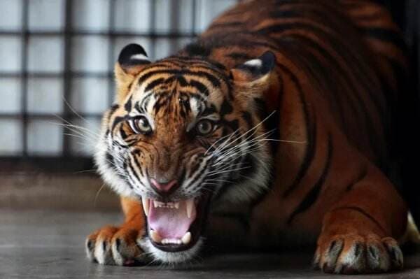 Sehelai Bulu Loreng Ditemukan Indonesia Memburu Keberadaan Harimau Jawa
