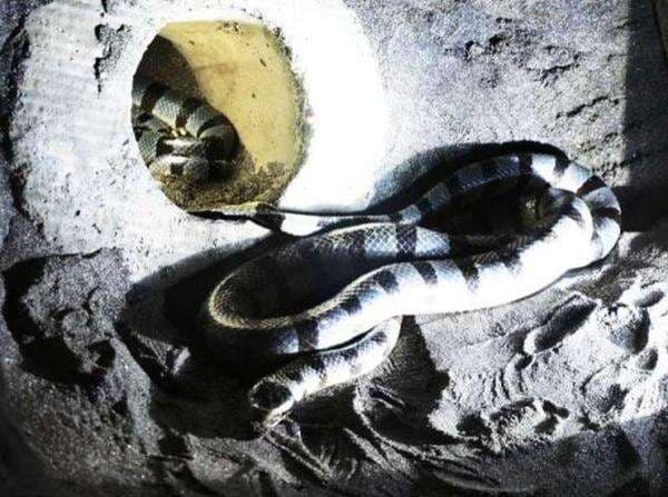 Sejarah Ular Suci Tanah Lot, Lebih Berbahaya dari Kobra? Sejarah Ular Suci Tanah Lot, Lebih Berbahaya dari Kobra?