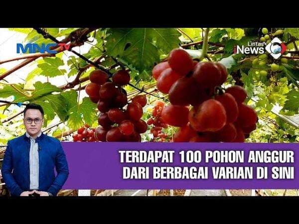 Sensasi Agrowisata Petik Anggur di Blitar, Jawa Timur Sensasi Agrowisata Petik Anggur di Blitar, Jawa Timur
