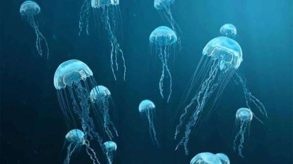 Serangan Ubur-ubur Paksa Pembangkit Listrik Tenaga Nuklir Prancis Ditutup Serangan Ubur-ubur Paksa Pembangkit Listrik Tenaga Nuklir Prancis Ditutup