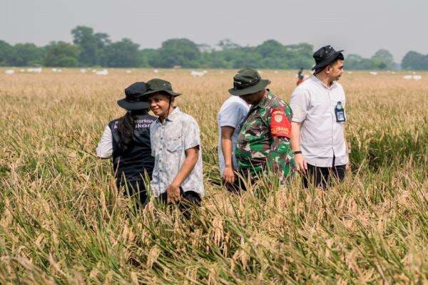 Serapan Gabah Kering Bulog Karawang Lebih dari 95 Ribu Ton Serapan Gabah Kering Bulog Karawang Lebih dari 95 Ribu Ton