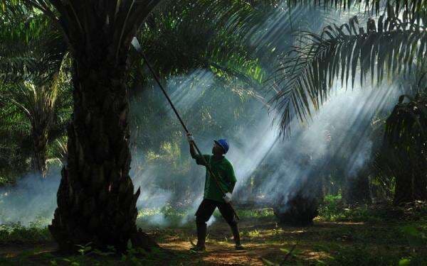 Sampoerna Agro (SGRO) Tebar Dividen Rp600 Miliar, Yield Tembus Dua Digit Sampoerna Agro (SGRO) Tebar Dividen Rp600 Miliar, Yield Tembus Dua Digit