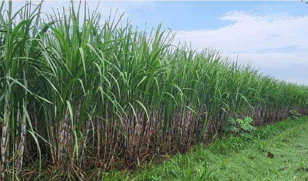 Sosok Nyonya Lee, Bos Gula yang Disebut Punya Lahan Perkebunan Seluas Singapura Sosok Nyonya Lee, Bos Gula yang Disebut Punya Lahan Perkebunan Seluas Singapura