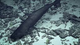 Spesies Hiu Ini Yakinkan Ilmuwan Soal Keberadaan Predator Raksasa di dalam Laut