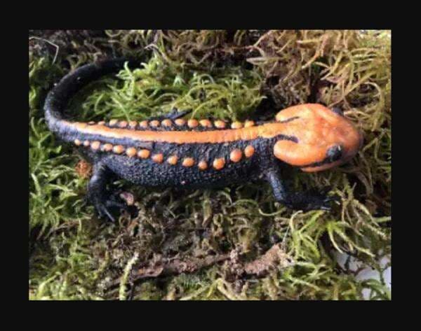 Spesies Langka Kadal Buaya Baru dengan Ujung Jari Oranye Ditemukan, Ini Penampakannya Spesies Langka Kadal Buaya Baru dengan Ujung Jari Oranye Ditemukan, Ini Penampakannya