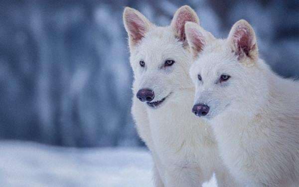 Punah 12.500 Tahun Lalu, Serigala Dire Wolf yang Terkenal di Game of Thrones Dihidupkan Kembali Punah 12.500 Tahun Lalu, Serigala Dire Wolf yang Terkenal di Game of Thrones Dihidupkan Kembali